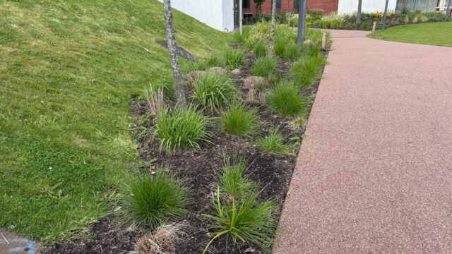 Corten CORE DATUM EDGE separating a path from planting at Booths Park.