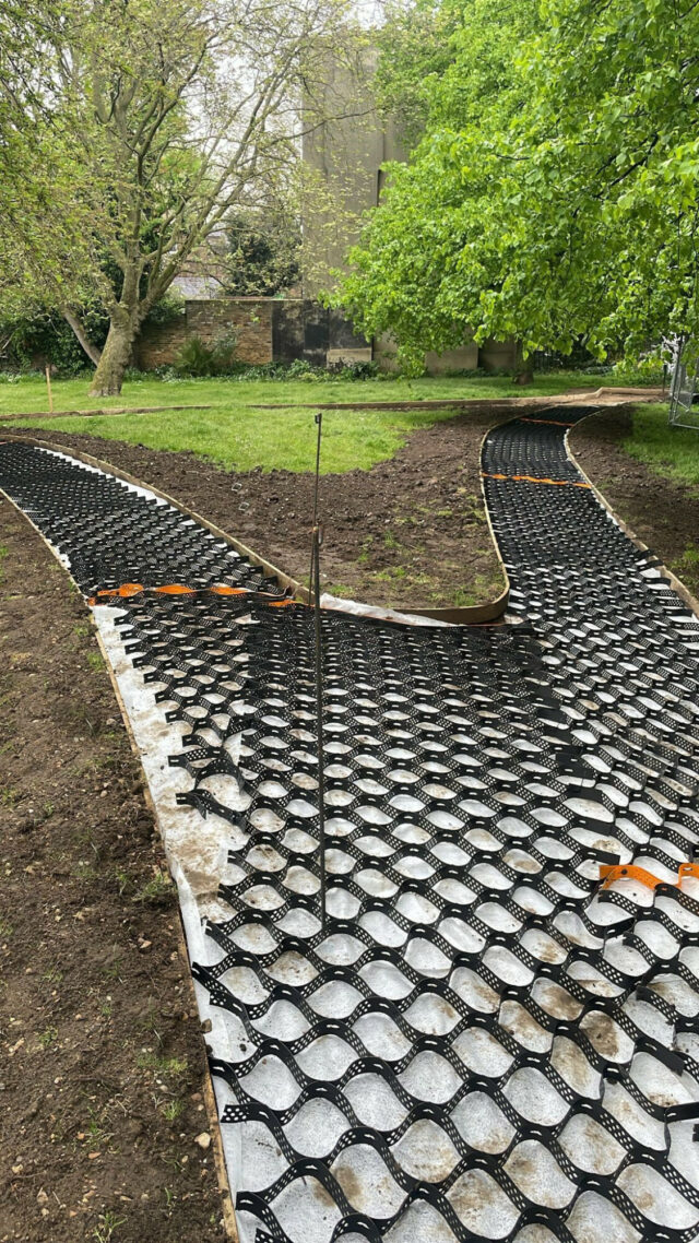 Expanded CORE TRP cells at a path junction beneath established trees.
